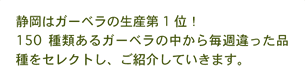 静岡はガーベラの生産第1位！